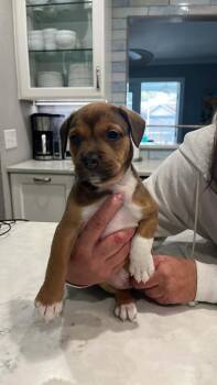 Mixed Breed Dogs Available for Adoption - Lily | PetCurious