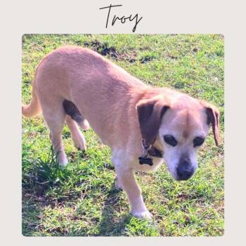 Chihuahua and Dachshund Dogs Available for Adoption - TROY | PetCurious