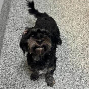 Toby -  Shih Tzu and Poodle Dog for Adoption in Wichita, Kansas - Toby | PetCurious