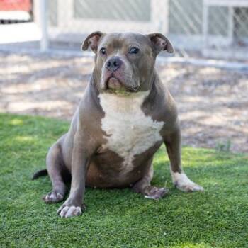 KEELEY -  Pit Bull Terrier Dog for Adoption in Camarillo, California - KEELEY | PetCurious