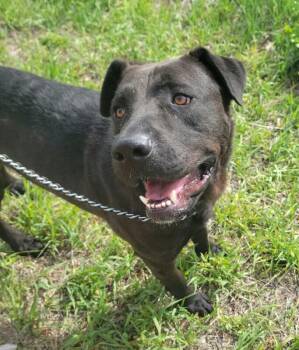 Cane Corso and Mixed Breed Dogs Available for Adoption in Severance, Colorado - Wally | PetCurious