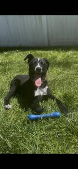 Australian Cattle Dog Blue Heeler and Cattle Dog Dogs Available for Adoption - Hei Hei | PetCurious