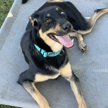 Ember -  Australian Kelpie and Rottweiler Dog for Adoption in Gilbert, Arizona - Ember | PetCurious
