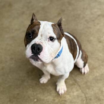Staffordshire Bull Terrier Dogs Available for Adoption in Ferndale, Washington - Jeff  | PetCurious