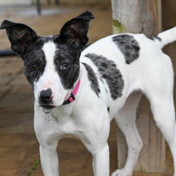 Cattle Dog Dogs Available for Adoption - Sara | PetCurious