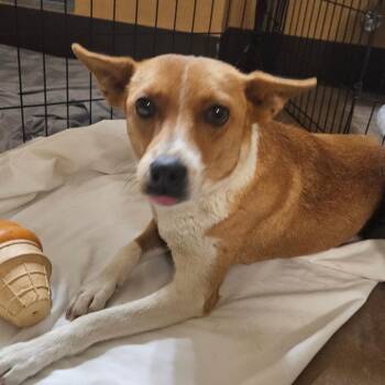 Sailor -  Chihuahua and Mixed Breed Dog for Adoption in Flagstaff, Arizona - Sailor | PetCurious