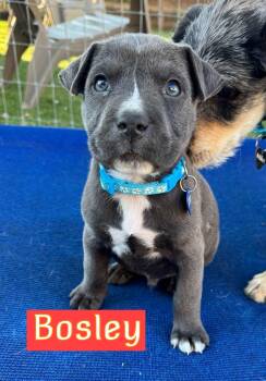 Bosley -  Black Mouth Cur and Boxer Dog for Adoption in Southlake, Texas - Bosley | PetCurious