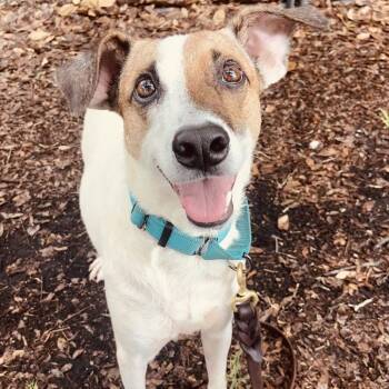 Spirit -  Mixed Breed Dog for Adoption in Sarasota, Florida - Spirit | PetCurious