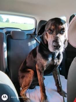 Rescue Coonhound Dogs for Adoption in Plattsburg, Missouri - Duke | PetCurious
