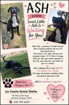 Ash -  Labrador Retriever Dog for Adoption in Leesburg, Georgia - Ash | PetCurious