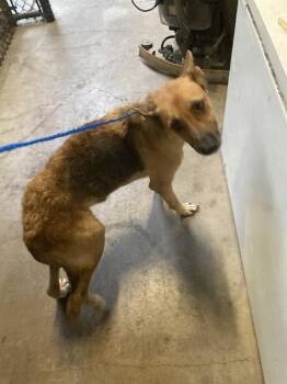 JETHRO -  Mixed Breed Dog for Adoption in Dallas, Texas - JETHRO | PetCurious