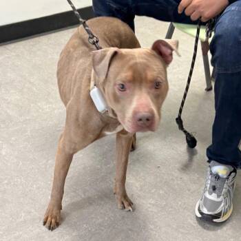 Pit Bull Terrier Dogs Available for Adoption in Philadelphia, Pennsylvania - Dio | PetCurious