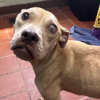 Seraphina -  Pit Bull Terrier and Mixed Breed Dog for Adoption in West Point, Mississippi - Seraphina | PetCurious