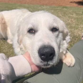 Great Pyrenees Dogs Available for Adoption in Roswell, Georgia - Tallulah | PetCurious