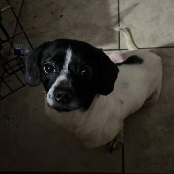 Mixed Breed Dogs Available for Adoption - Po | PetCurious