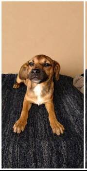 Pepe -  Puggle and Chihuahua Dog for Adoption in Chula Vista, California - Pepe | PetCurious