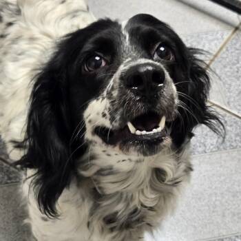 Panda -  Spaniel Dog for Adoption in Normal, Illinois - Panda | PetCurious