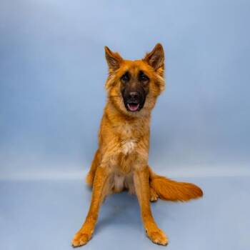 Shepherd Dogs Available for Adoption - 177c Boone | PetCurious