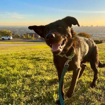 Rescue Australian Kelpie and Belgian Shepherd Malinois Dogs for Adoption in San Diego, California - Taz | PetCurious