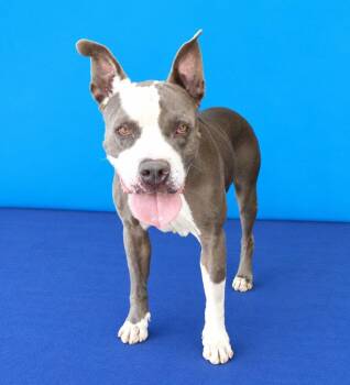 SMOKEY -  Pit Bull Terrier Dog for Adoption in Pasadena, California - SMOKEY | PetCurious