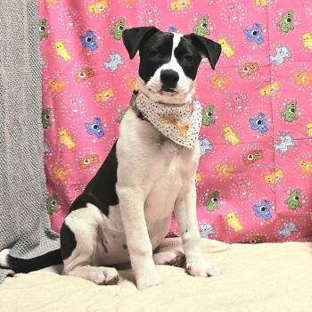 German Shepherd Dog and Mixed Breed Dogs Available for Adoption - Vonn | PetCurious