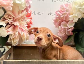 Chihuahua Dogs Available for Adoption in Newberg, Oregon - Hummer  | PetCurious