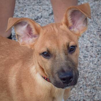 Rescue Boxer and Dutch Shepherd Dogs for Adoption in Huntley, Illinois - Denver | PetCurious