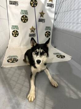 A1278163 -  Siberian Husky and Mixed Breed Dog for Adoption in Winter Haven, Florida - A1278163 | PetCurious