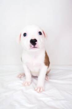 Sue Ellen -  Australian Shepherd Dog for Adoption in Bixby, Oklahoma - Sue Ellen | PetCurious