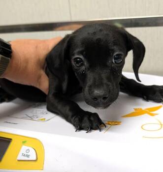 Chance -  Dachshund Dog for Adoption in Savannah, Georgia - Chance | PetCurious