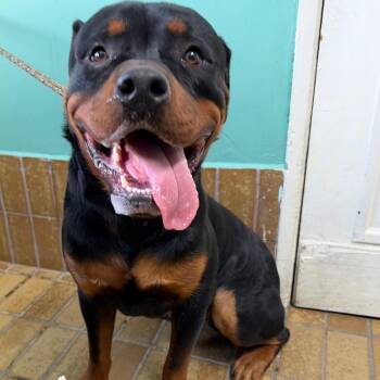 IVHS-Stray-144385 -  Rottweiler Dog for Adoption in San Gabriel, California - IVHS-Stray-144385 | PetCurious