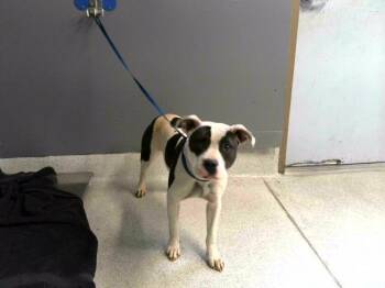 BANDIT -  Staffordshire Bull Terrier and Mixed Breed Dog for Adoption in Tallahassee, Florida - BANDIT | PetCurious