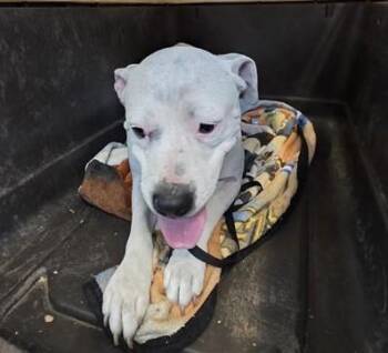 Terrier Dogs Available for Adoption - SAN JUANA | PetCurious