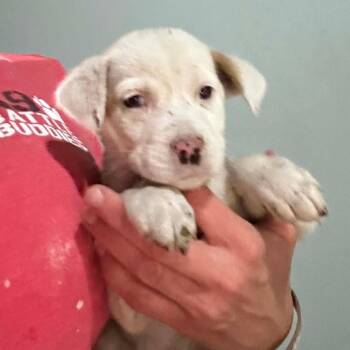 Catahoula Leopard Dog Dogs Available for Adoption in Hinesville, Georgia - Moscato | PetCurious