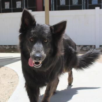 Belgian Shepherd Tervuren Dogs Available for Adoption in Yucca Valley, California - Raven | PetCurious