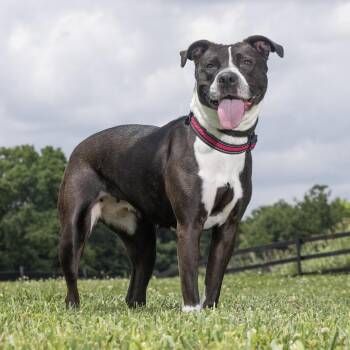 Scarlett -  Mixed Breed Dog for Adoption in Franklin, Tennessee - Scarlett | PetCurious