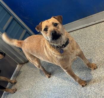 Rescue Wheaten Terrier and Border Terrier Dogs for Adoption in Bartlesville, Oklahoma - Willie | PetCurious