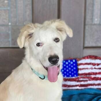Baloo -  Golden Retriever and Labrador Retriever Dog for Adoption in Boerne, Texas - Baloo | PetCurious