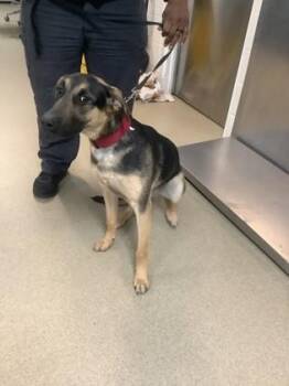 German Shepherd Dog and Mixed Breed Dogs Available for Adoption - Kano | PetCurious