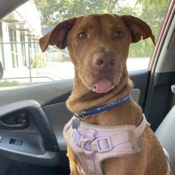 Peaches -  Mixed Breed Dog for Adoption in Columbia, South Carolina - Peaches | PetCurious