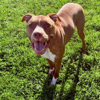 Coco -  Pit Bull Terrier Dog for Adoption in Greensburg, Pennsylvania - Coco | PetCurious