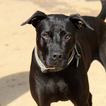 Hilda -  Labrador Retriever Dog for Adoption in Columbia, South Carolina - Hilda | PetCurious