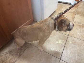 Lil Boss -  Mixed Breed Dog for Adoption in Cincinnati, Ohio - Lil Boss | PetCurious