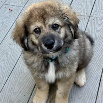 Great Pyrenees and German Shepherd Dog Dogs Available for Adoption in Fayetteville, Georgia - Gandalf | PetCurious