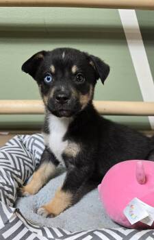 Australian Shepherd Dogs Available for Adoption - Jayden | PetCurious