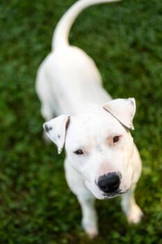 St. Thomas -  Pit Bull Terrier Dog for Adoption in Stratham, New Hampshire - St. Thomas | PetCurious