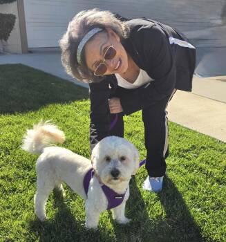 Miniature Poodle Dogs Available for Adoption - Jackson #538 | PetCurious