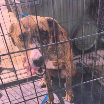 Plott Hound Dogs Available for Adoption in Smithfield, North Carolina - Candy | PetCurious