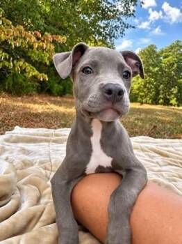 Big Mac (2026) -  Pit Bull Terrier and Mixed Breed Dog for Adoption - Big Mac (2026) | PetCurious
