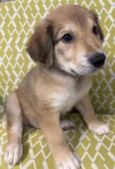 Moss -  Great Pyrenees and Mixed Breed Dog for Adoption in Lawrenceville, Georgia - Moss | PetCurious